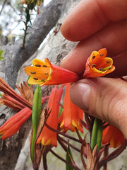 Blandfordia punicea