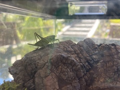 Tettigonia viridissima