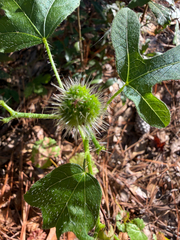 Cnidoscolus stimulosus, photograph (c) V. Ross Johnson, some rights reserved (CC BY-SA)