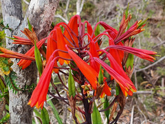 Blandfordia punicea
