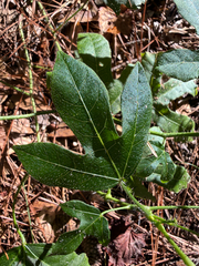 Cnidoscolus stimulosus, photograph (c) V. Ross Johnson, some rights reserved (CC BY-SA)