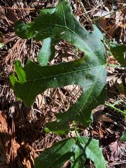 Cnidoscolus stimulosus, photograph (c) V. Ross Johnson, some rights reserved (CC BY-SA)