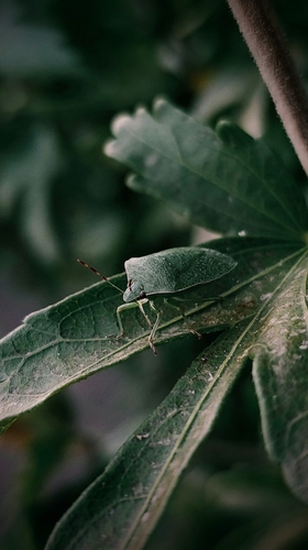 Southern Green Stink Bug