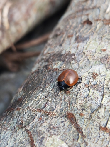 Aegithus clavicornis