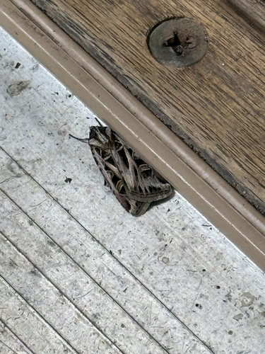 Dingy Cutworm Moth