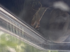 Pseudochorthippus parallelus