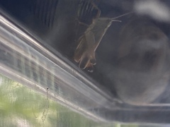 Pseudochorthippus parallelus