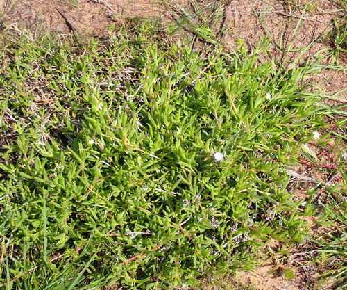 Delosperma inconspicuum, photograph 2