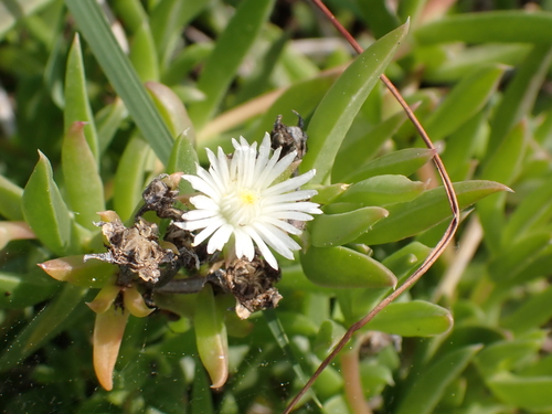 Delosperma inconspicuum, photograph 1
