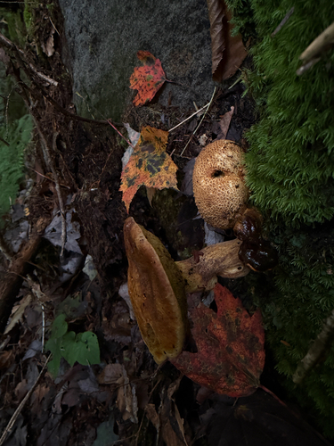 Parasitic Bolete