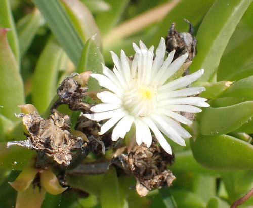 Delosperma inconspicuum