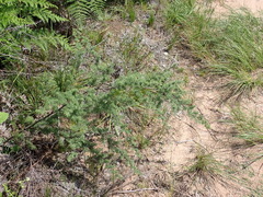 Asparagus rubicundus, photograph (c) Nicola van Berkel, some rights reserved (CC BY-SA)