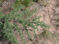 Asparagus rubicundus, photograph (c) Nicola van Berkel, some rights reserved (CC BY-SA)