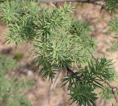 Asparagus rubicundus, photograph (c) Nicola van Berkel, some rights reserved (CC BY-SA)