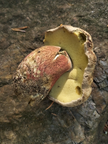 Bitter Beech Bolete