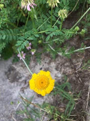 Cota tinctoria