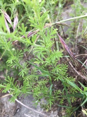 Cota tinctoria