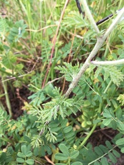 Cota tinctoria