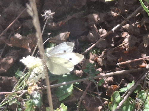 Small White