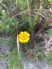 Cota tinctoria