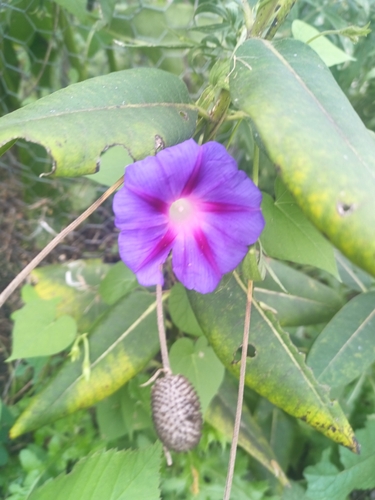 common morning-glory