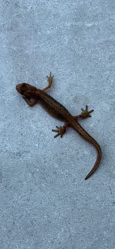 Smooth Newt