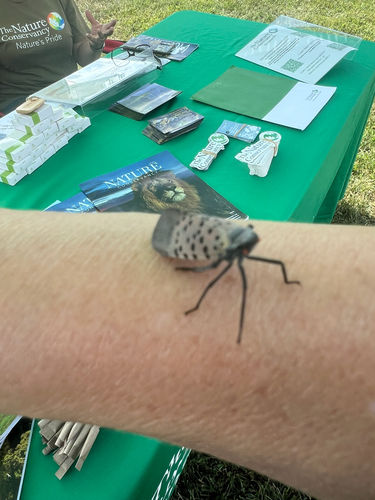 Spotted Lanternfly