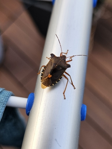 Forest Bug