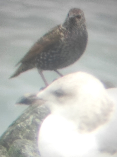 European Starling
