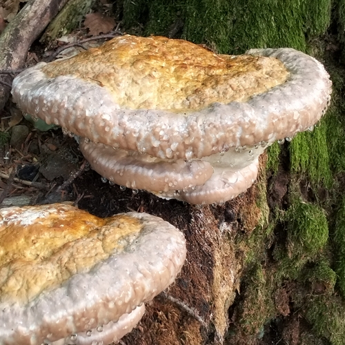 Red-banded Polypore