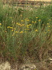 Cota tinctoria