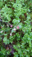 Vaccinium myrtillus