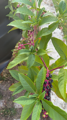 American pokeweed