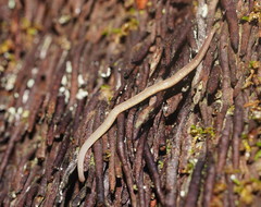 Argonemertes australiensis