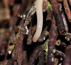Argonemertes australiensis