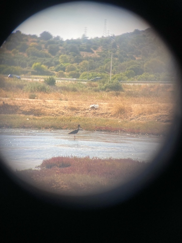 Black Stork