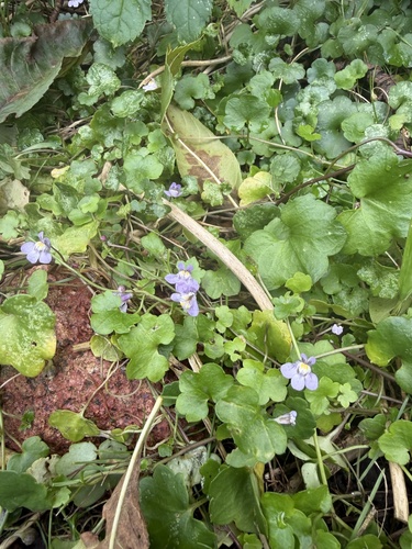 Ivy-leaved toadflax