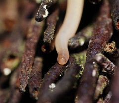 Argonemertes australiensis