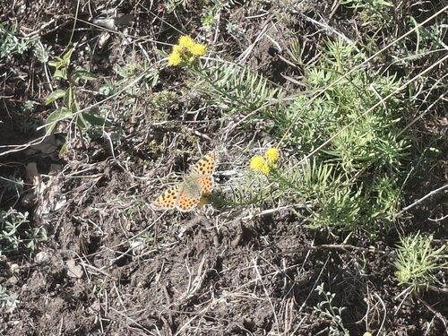 Queen of Spain Fritillary