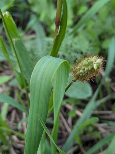 yellow foxtail