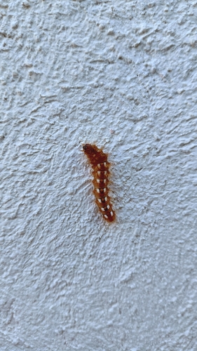 Knot Grass Moth