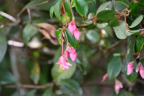 Begonia foliosa observed 2026-09-18