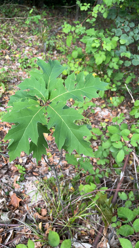 northern red oak