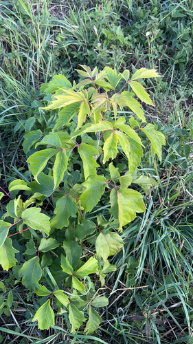 box elder
