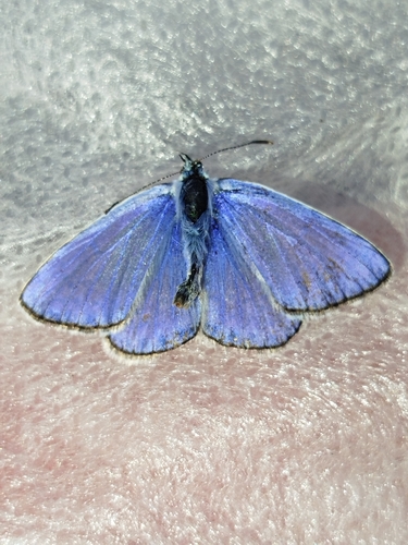 Common Blue