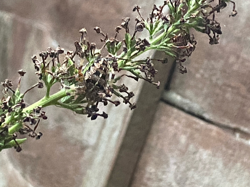 Cross Orbweaver