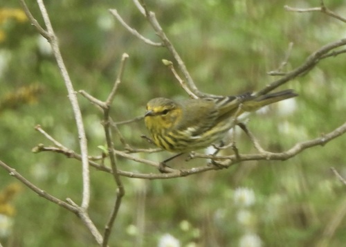 Cape May Warbler