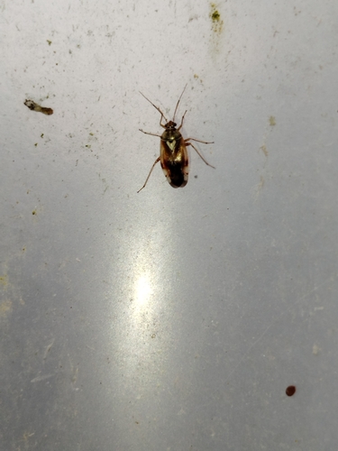 Lygus pratensis