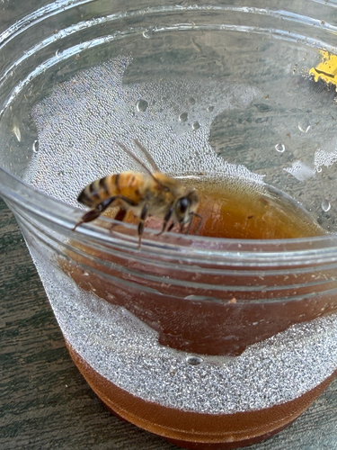 Western Honey Bee