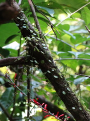 Peperomia rotundifolia